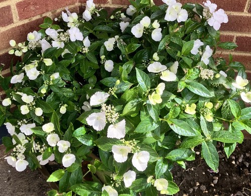 Hydrangea runaway bride - hydrangea,