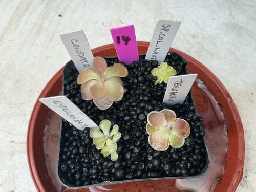 Pinguicula collection 14 - collection, #14