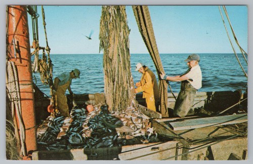 Postcard commercial fishing - postcard,