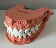 Large Display Model Teeth Dentist Advertising Blend A Med Orthodontist Vintage