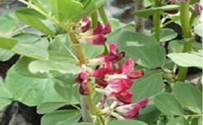 Heritage Vegetable - Robinsons