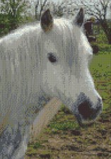 White Highland Pony, Horse