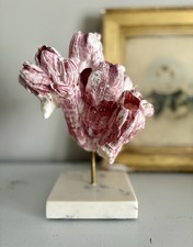 Pink barnacle cluster mounted