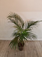 Areca Palm Lutescens - 1 Plant - House / Office Live Indoor Pot Plant Tree