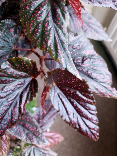 Begonia benigo pink - begonia, young