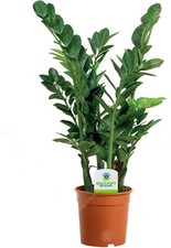 zamioculcas - evergreen house