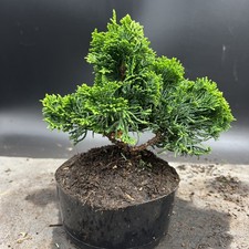Shohin  Hinoki Cypress bonsai tree