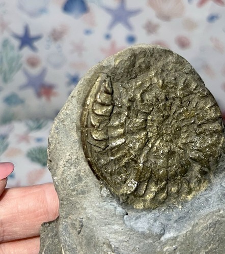 Ammonite trace fossil - trace, with