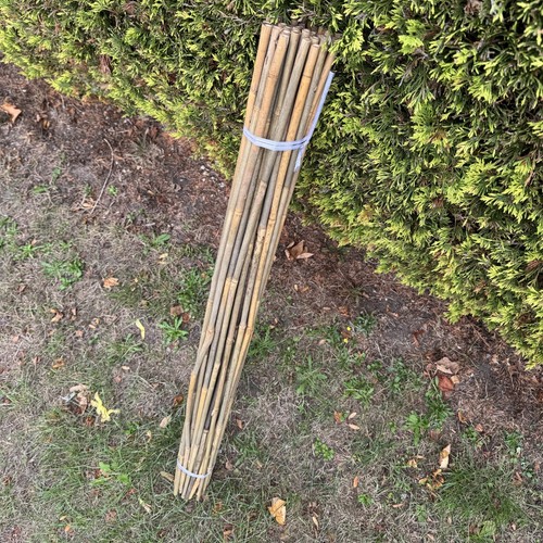 Bamboo pea bean garden plant - pea,