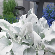 Senecio Angel Wings Large