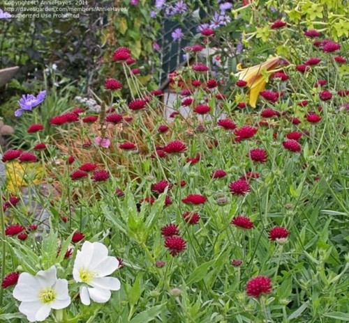 Knautia macedonica summer - 1, -summer
