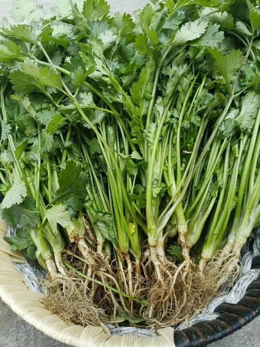 4000x seeds coriander fast - 4000x,