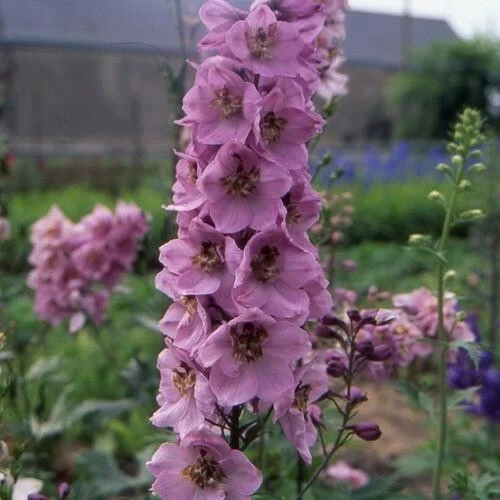 Delphinium astolat jumbo plant - astolat,