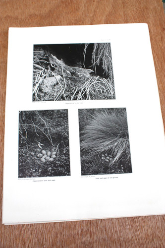 Antique wild bird nest - antique,