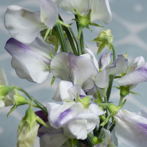 Sweet pea spencer old time - spencer,