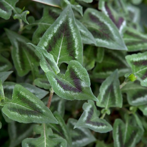 Persicaria runcinata purple - persicaria, 'purple