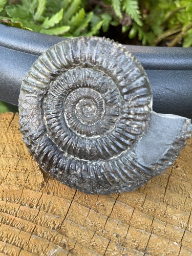 Dactylioceras ammonite fossil - ammonite,