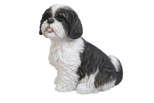 Shih tzu dog black - tzu, sitting