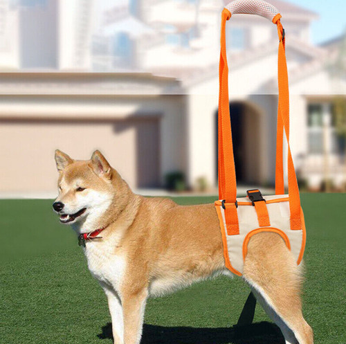 Disabled walking aids dog - disabled,
