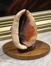 1950 conch shell lamp night - 1950's, lamp,
