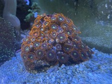 WYSIWYG Orange Oxide Zoanthid