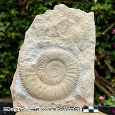 RARE Bigotites thevenui