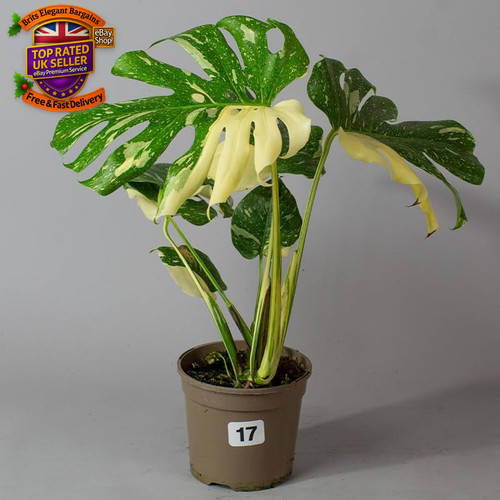 Monstera thai constellation - monstera, |