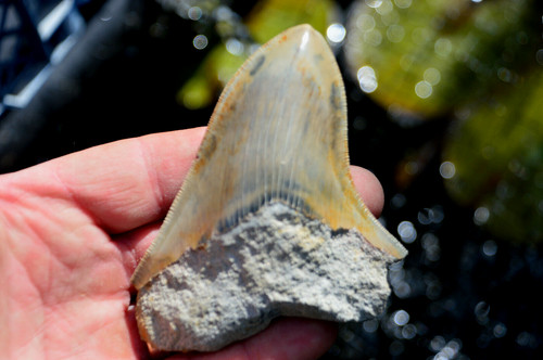 Mega megalodon shark tooth - mega,