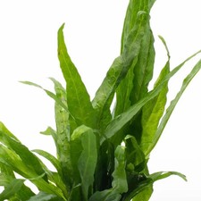 Java Fern Live Aquarium Plant Easy Tropical Freshwater Fish Tank Aquascaping