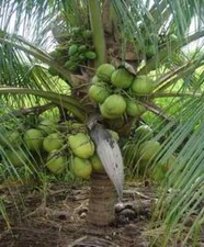 Subtropical Beauty Coconut