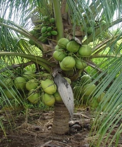 Subtropical beauty coconut - beauty,
