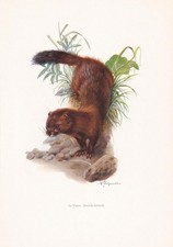 1960 EUROPEAN MINK Print -