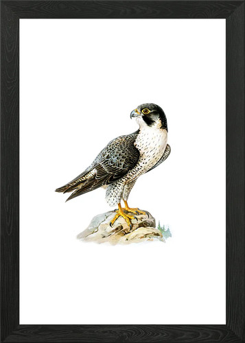 Vintage peregrine falcon - peregrine,