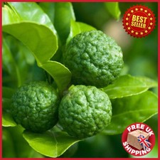 Dwarf Kaffir Lime Tree Citrus Fruit in 1-2 L Pot Garden Outdoor fragrant leaves