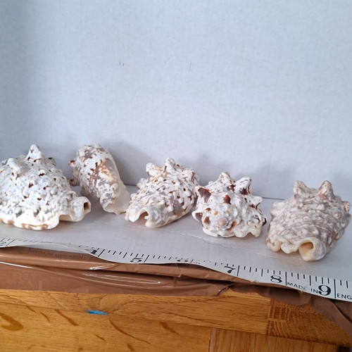 Silver conch shells lot 5 - shells,