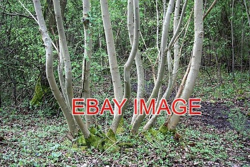 Photo coppiced tree in - tree,