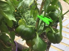 Chantry Plant Support stem to