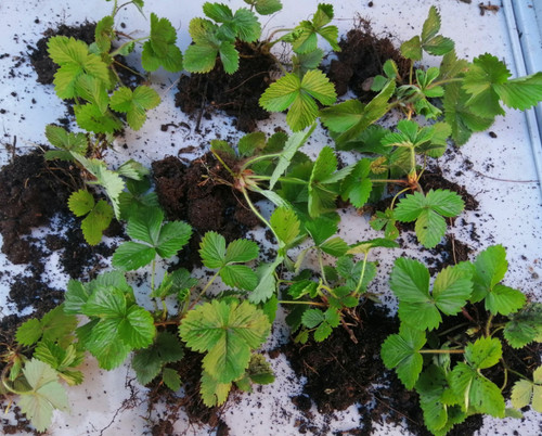 Wild alpine strawberry - x,