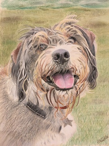 Hand drawn pet - drawn, portrait