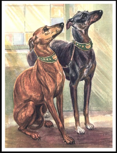 Whippet dogs lovely dog art - dogs,