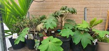 Giant TETRAPANAX REX Hardy Tropical Garden Plants 1m Wide Leaves T-rex, T rex