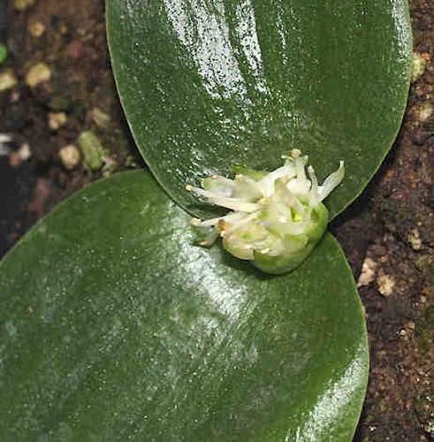 Massonia enchinata bulb - enchinata,