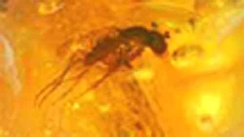 Baltic amber with insect - baltic,