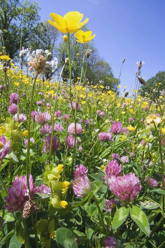 Meadow seeds mix for clay - meadow,