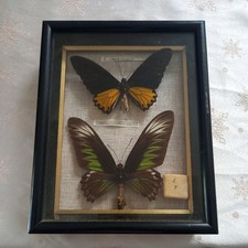Real Taxidermy Butterflies In
