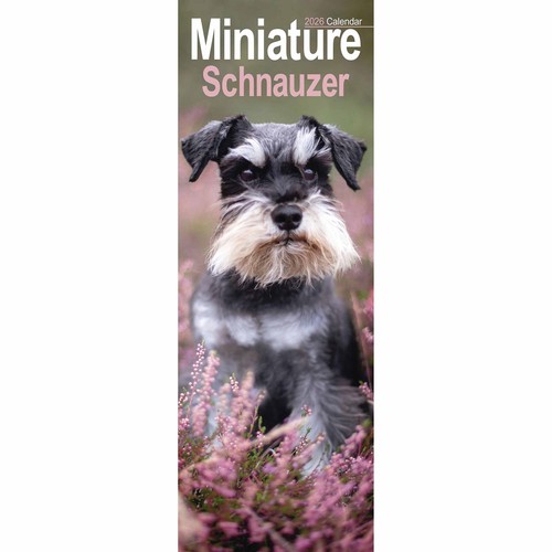 Miniature schnauzer slim - miniature,