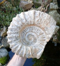 X Large Fossil Ammonite 7.6kg