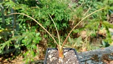 Agave geminiflora - RARE - succulent - Cacti - Industrial Agaves