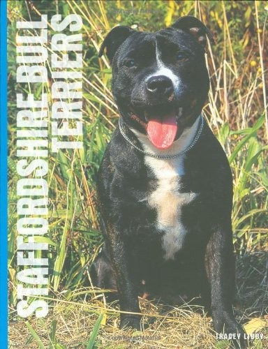 Staffordshire bull - staffordshire,