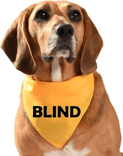Blind dog bandana yellow 3 - bandana,